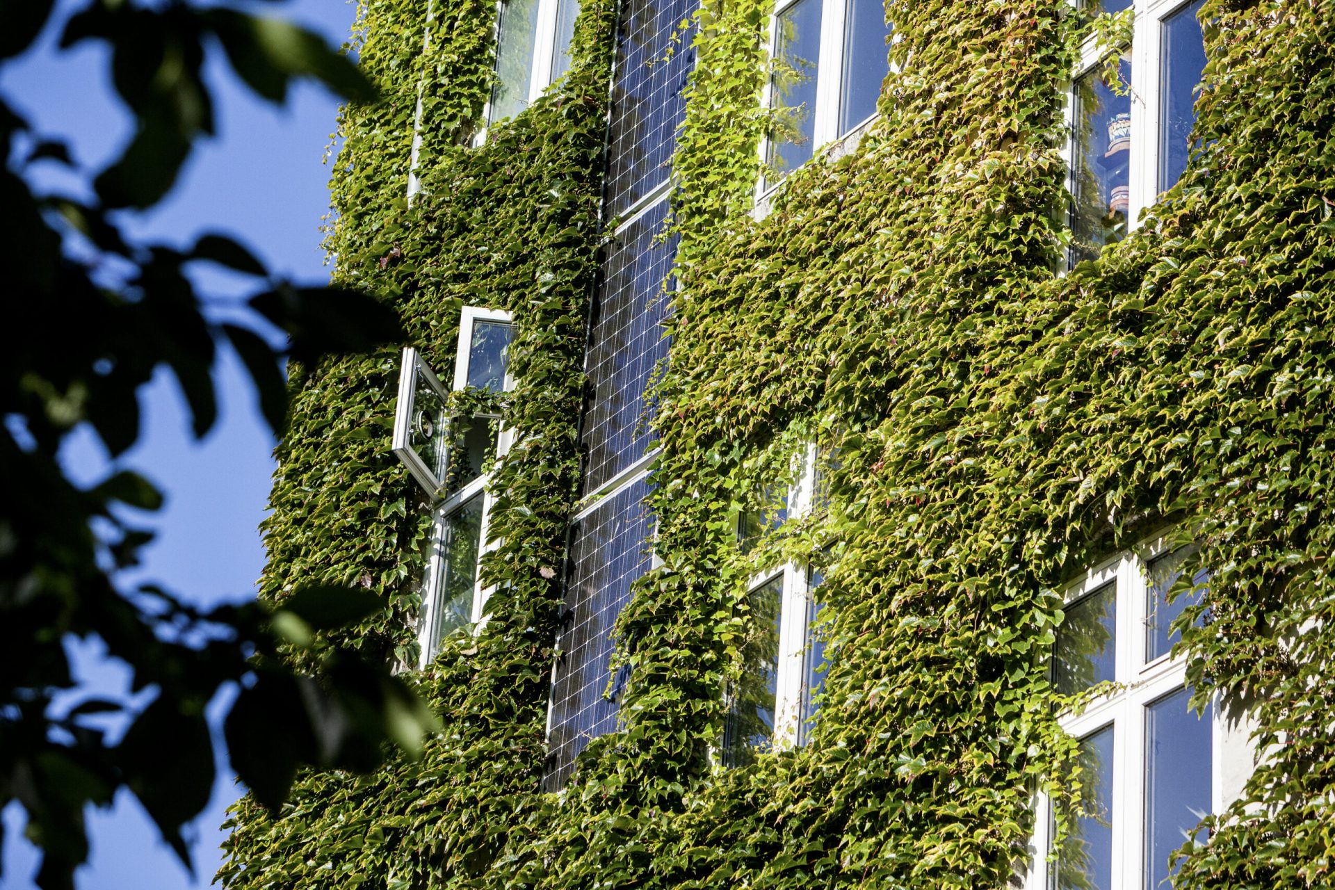 Eine Hausfassade ist komplett von Efeu überwachsen, lediglich Fenster und Solarpanele schauen noch hervor.