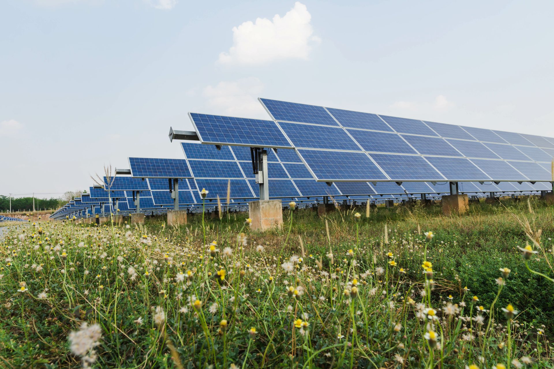 Ein Solarpark auf grüner Wiese, Blumen blühen.